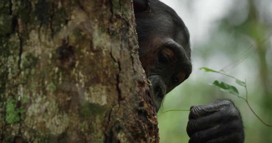 A close up clip of a chimpanzee feeding on ants
