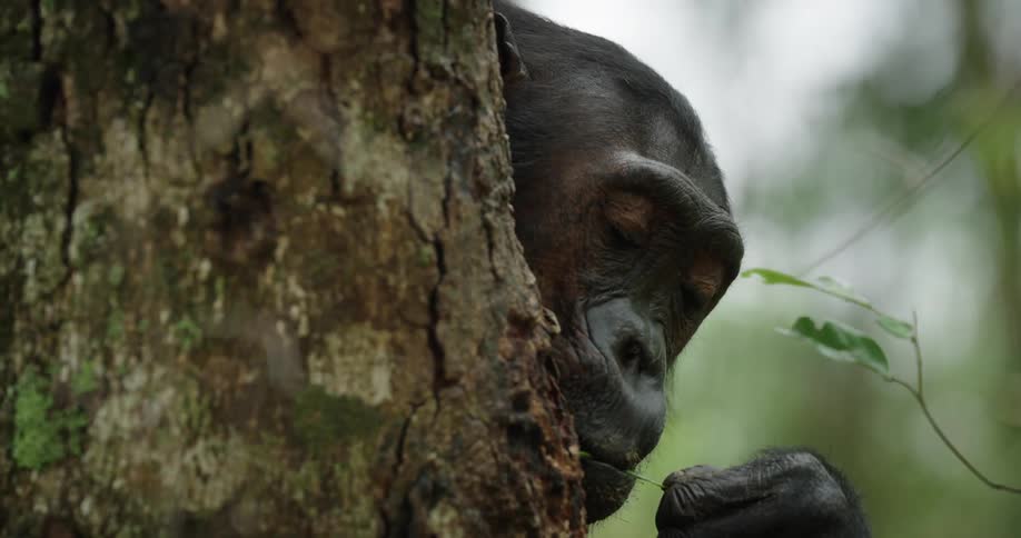 A close up clip of a chimpanzee feeding on ants