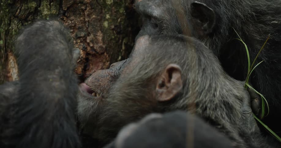 A close up clip of chimpanzees feeding