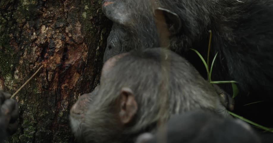 A group of chimpanzees are poking around in a hole made in a brown tree trunk with ants coming out of it