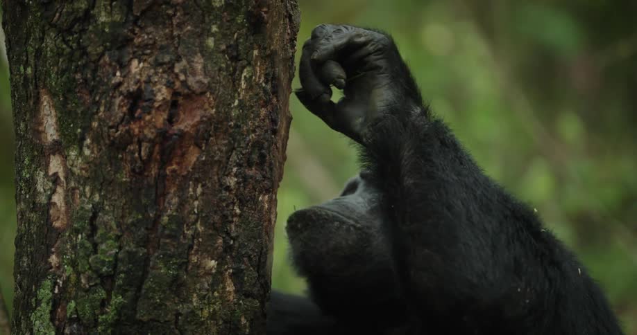 Chimpanzee is insects off the tree bark in a jungle