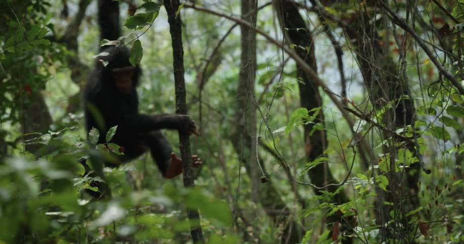 A young chimpanzee is perched on a tree branch surrounded by dense green foliage in a lush forest