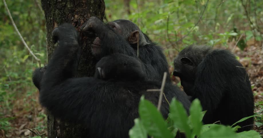 A close up footage of chimpanzees feeding