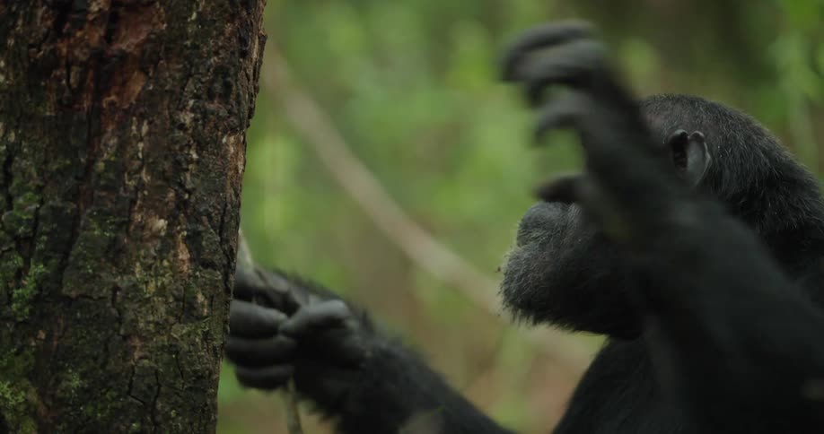 Chimpanzee next to a tree trunk in the forest eating leaves