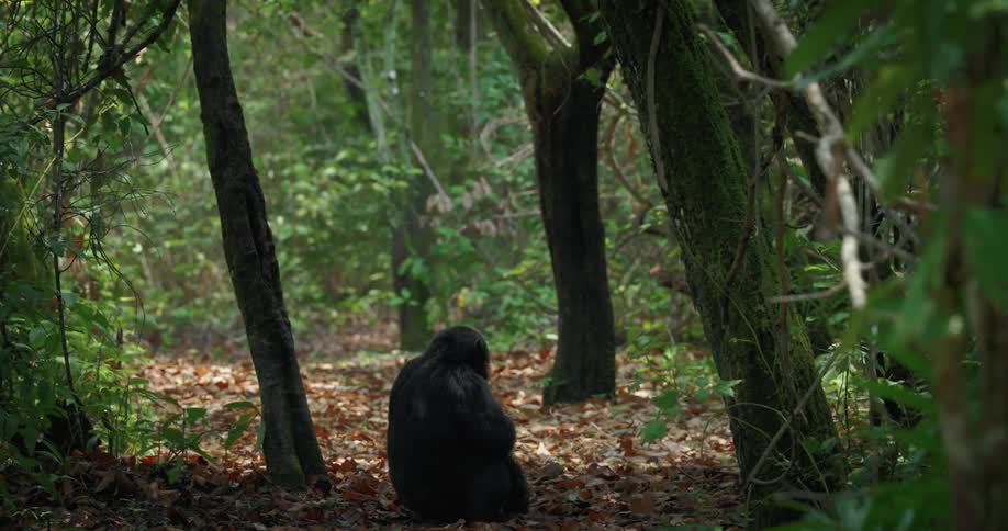 Monkey sitting in the ground on leaves in the middle of the forest