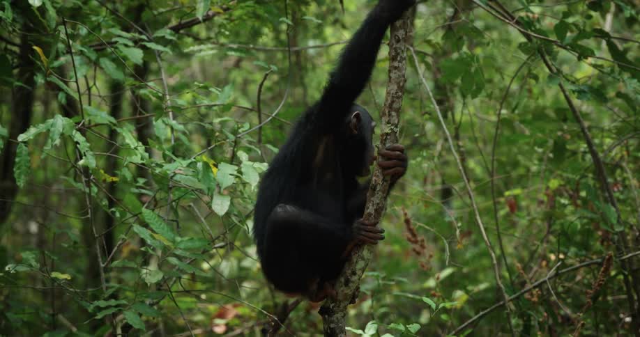 Chimpanzee playing in the jungle and climbing trees during daytime