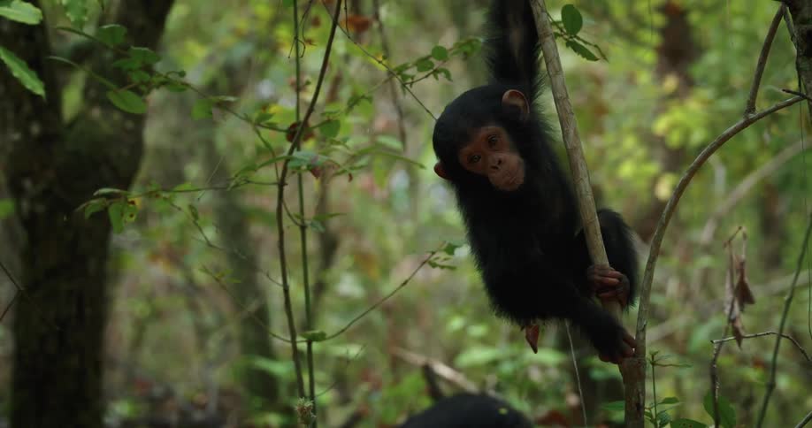 Baby chimpanzee hanging from a thin log in the forest