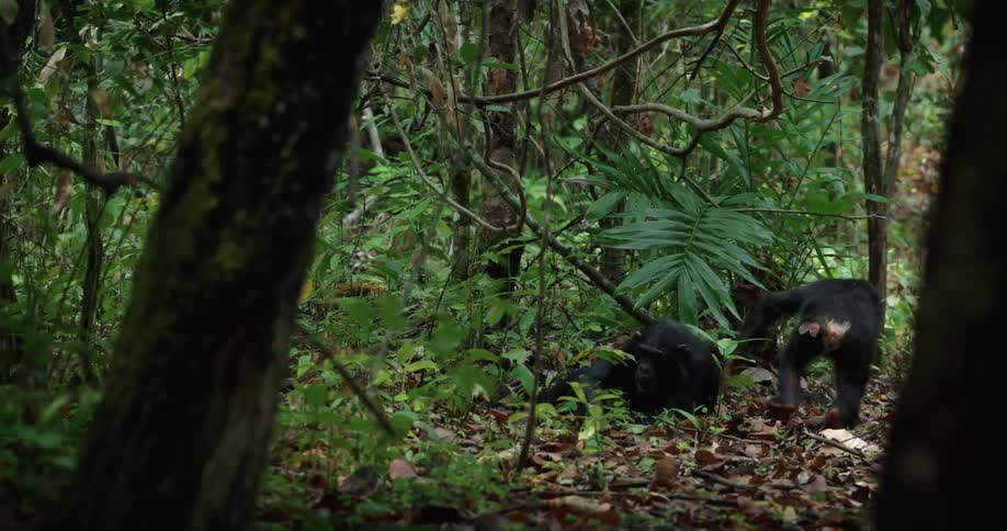 Two chimpanzees playing on the ground in a forest of trees with green leaves