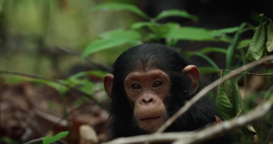 The face of a baby whitefurred chimpanzee that is looking straight ahead and then starts looking up
