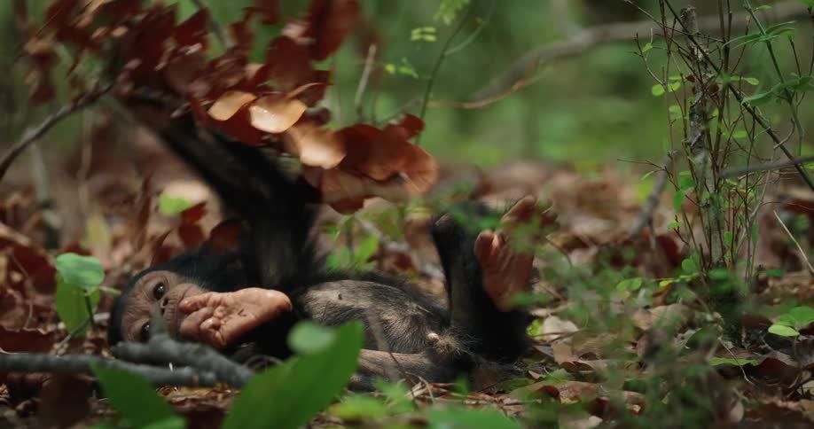 A clip of a chimpanzee playing