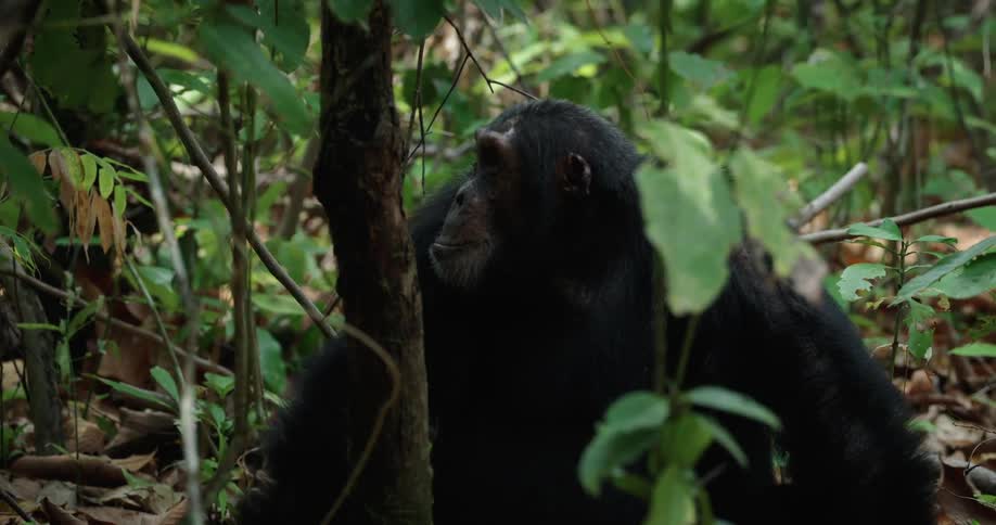 Chimpanzee in the jungle sitting on the ground near trees