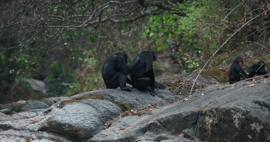 A clip of chimpanzees sitting on the rocks in the forest