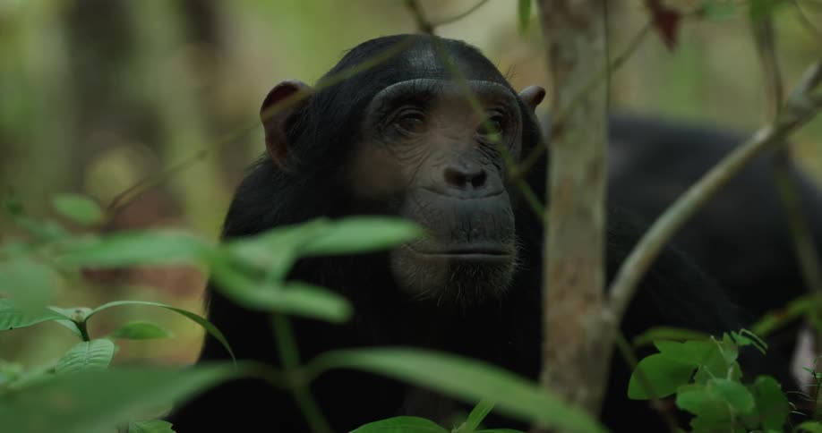 Chimpanzee move around in the jungle