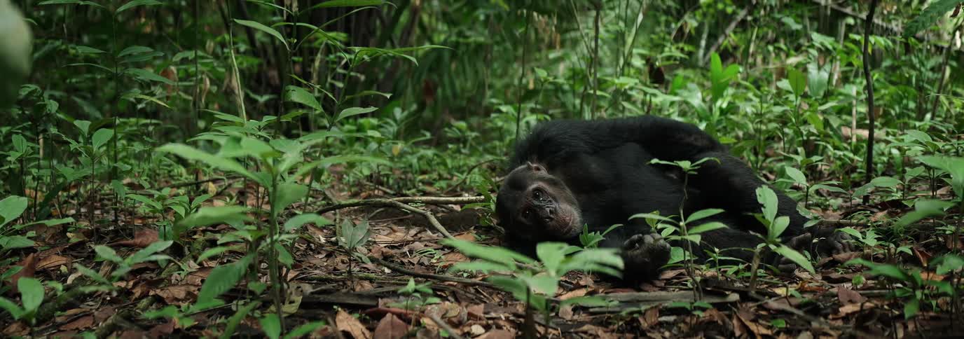 A chimpanzee lays in long grass on top of dead leaves in a wooded area