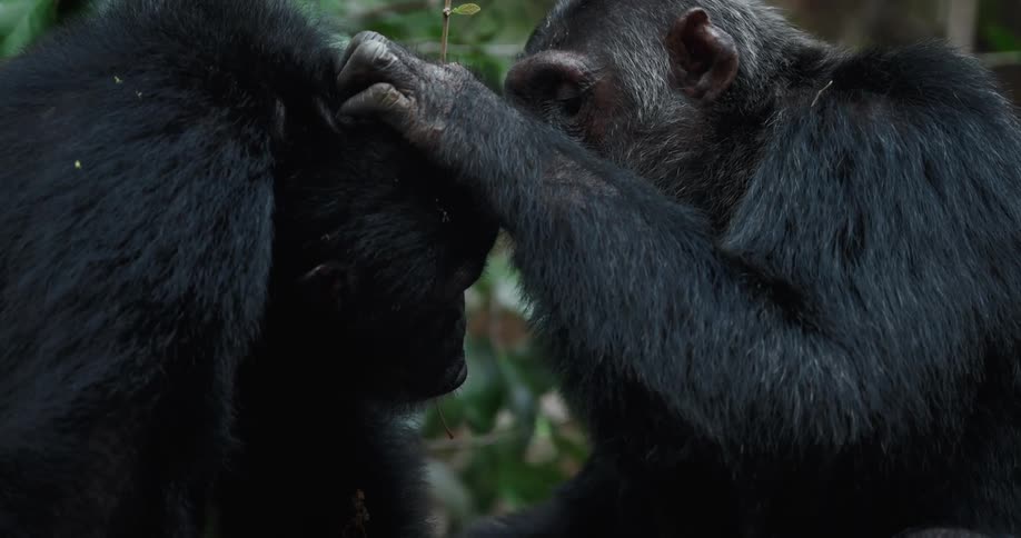A chimpanzee is grooming another monkey in the forest