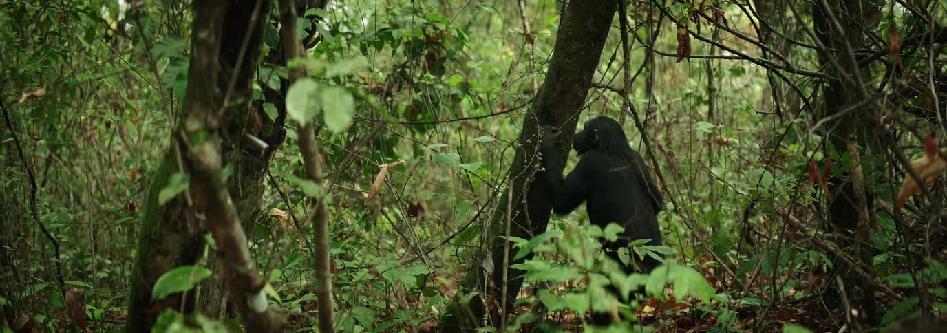 A chimpanzee is eating leaves from a tree