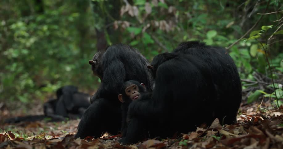 A group of some adult monkeys sitting on the ground full of dry leaves in a forest and there is a baby monkey on the lap of one of them