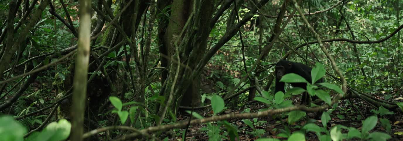 A chimpanzee slowly walks through a heavily wooded area