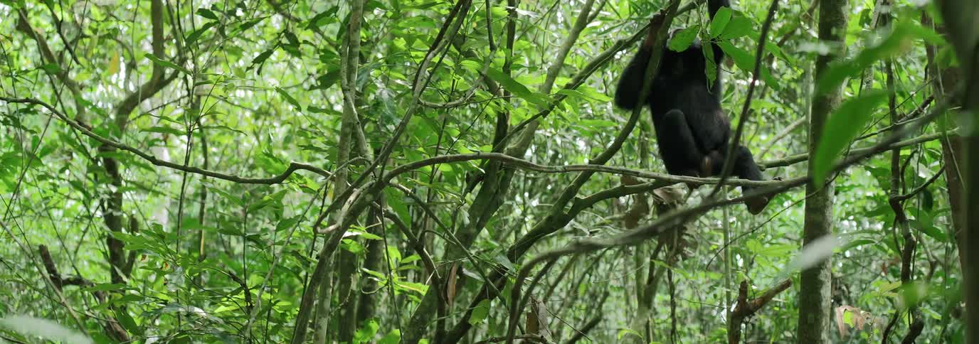 Chimpanzee lounging on the braches inside a canopy tree in the jungle