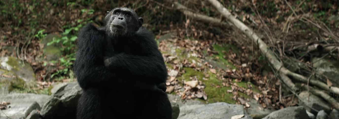 Chimpanzee sitting with arms crossed