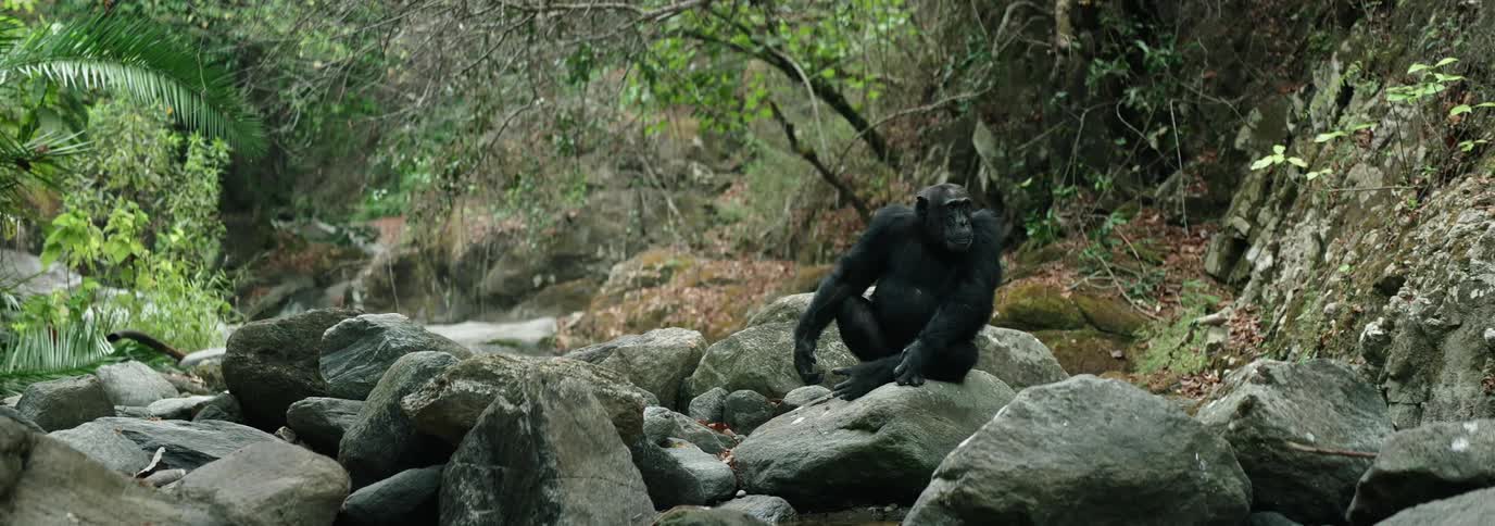 A clip of a chimpanzee sitting on a rock