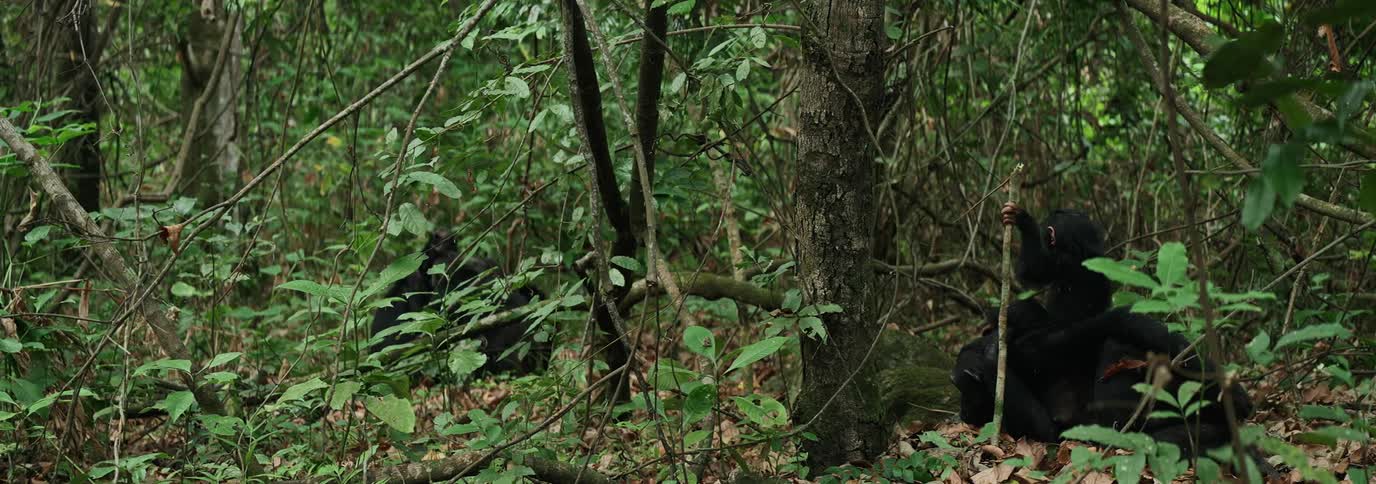 A few chimpanzees in the jungle