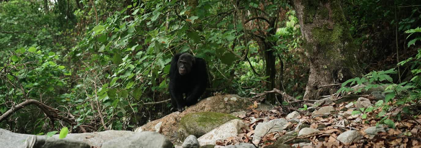 A chimpanzee is walking in a forest with the ground with huge stones and dry leaves on the ground