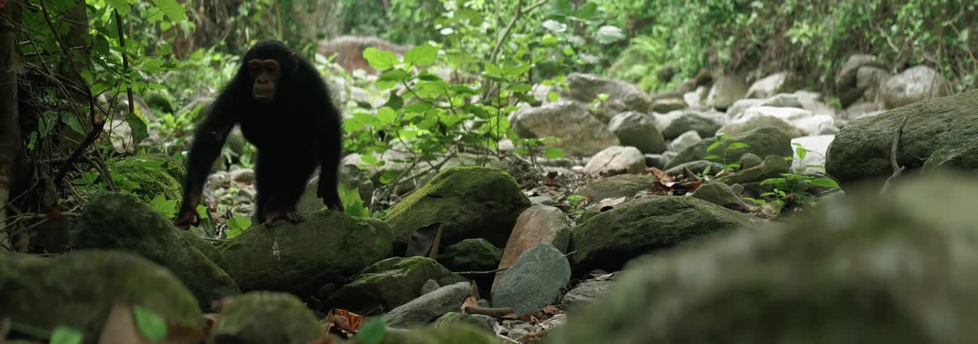 Chimpanzee walking on rocks in the forest