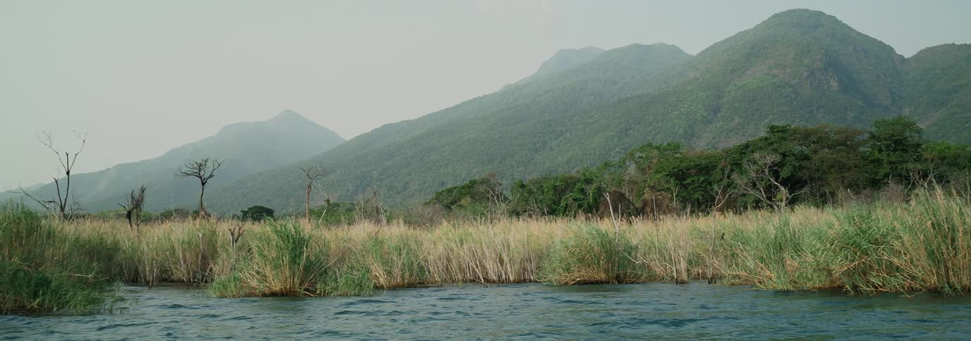 A clip of a jungle close to the river