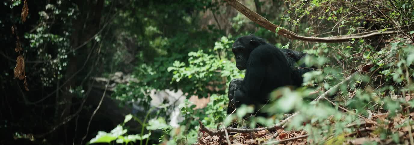 A chimpanzee with dark black fur is sitting on the ground full of dry leaves of a forest of trees with green leaves