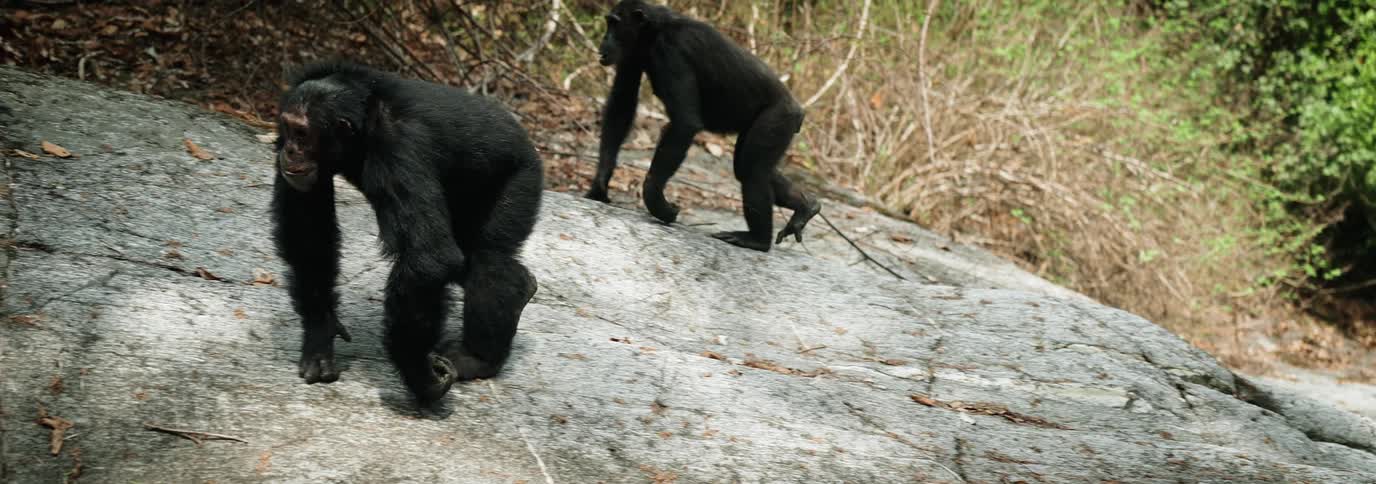 A clip of two chimpanzees walking up the rock