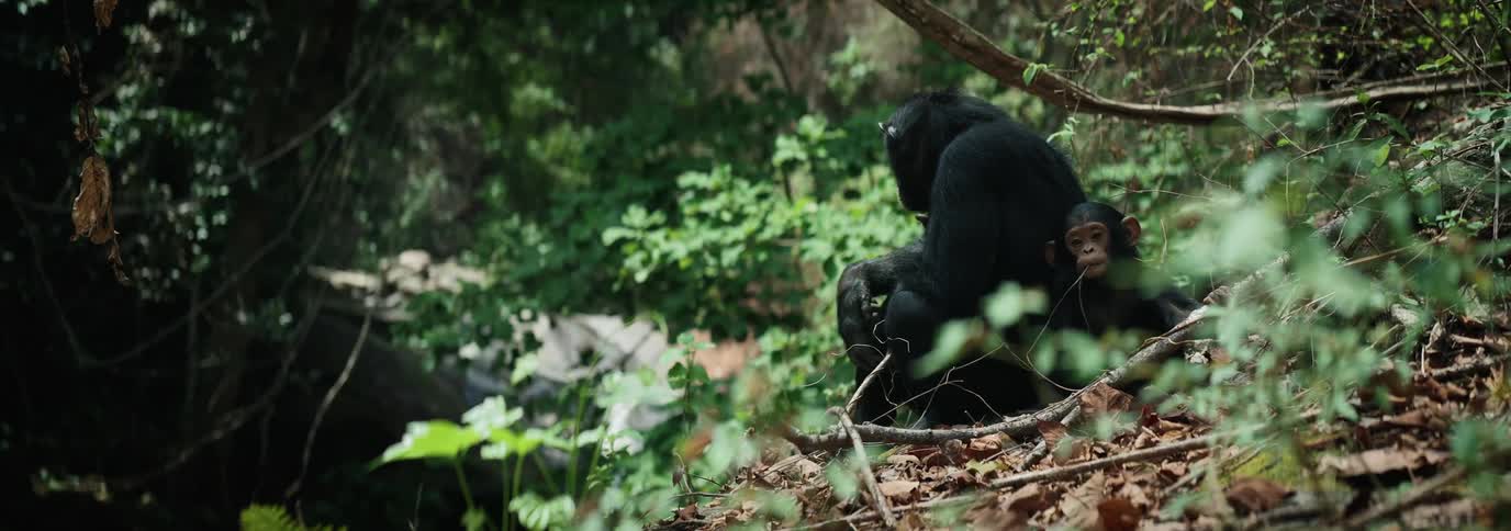 An adult chimpanzee and a baby monkey sitting on the ground covered in dry leaves in a forest