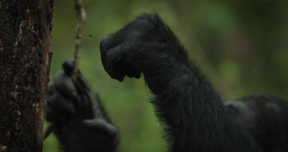 Chimpanzee hanging from a vine eating a leaf