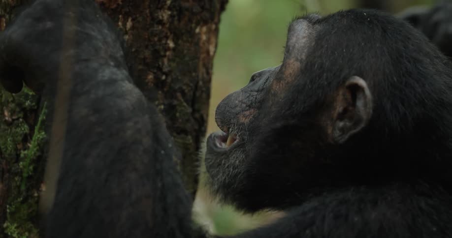 The face of a chimpanzee eating ants next to a brown tree trunk