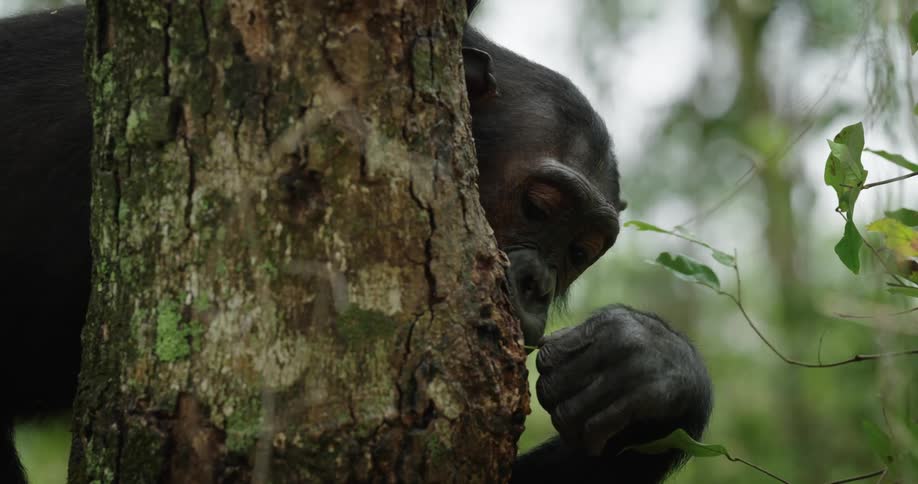 Chimpanzee in the jungle eating ants