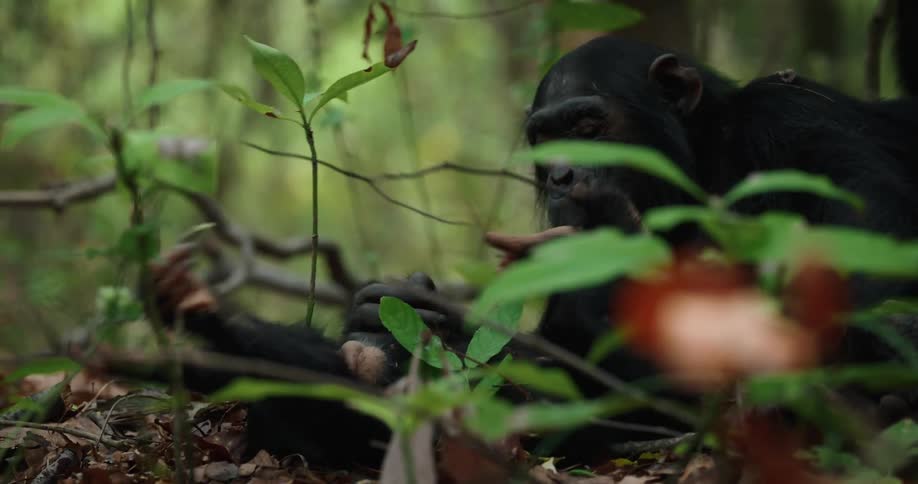A close up clip of a chimpanzee and its baby
