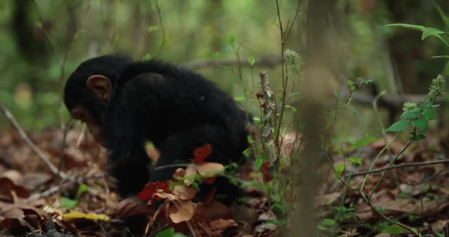 A baby chimpanzee is rolling around in the leaves