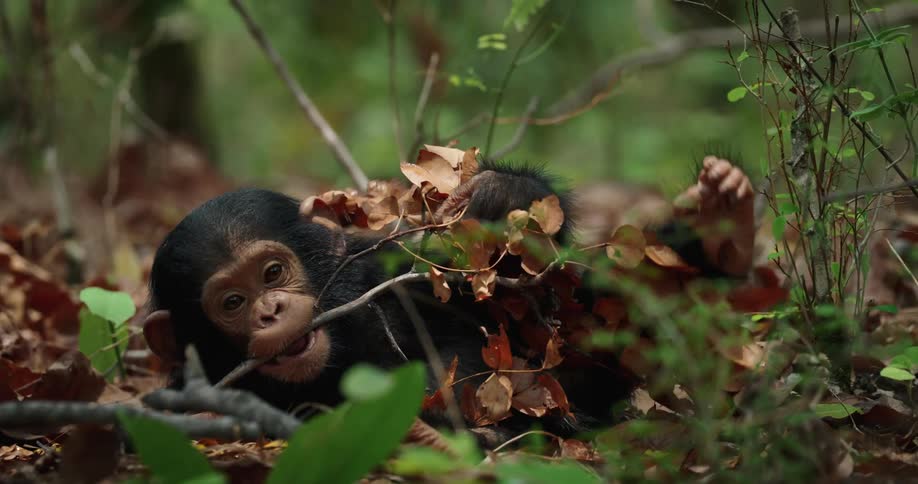 Baby chimpanzee is playing with stick and leaves in a jungle