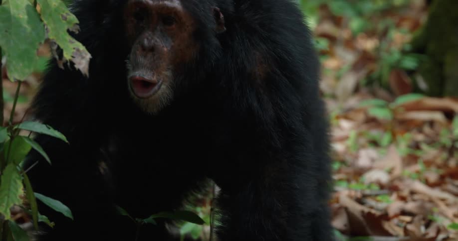 Chimpanzee sits by a tree then moves across the ground while making sounds