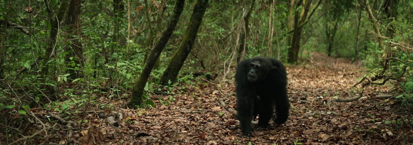Chimpanzee walks across the fall leaves in a forest clearing during the day