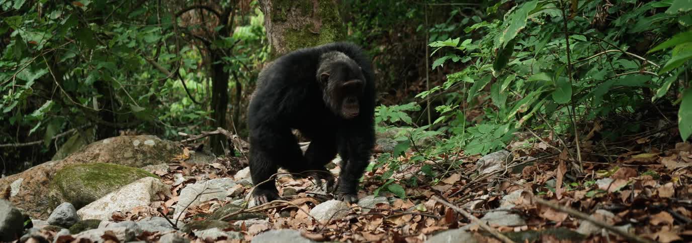Lone chimpanzee walks across the forest floor during the day