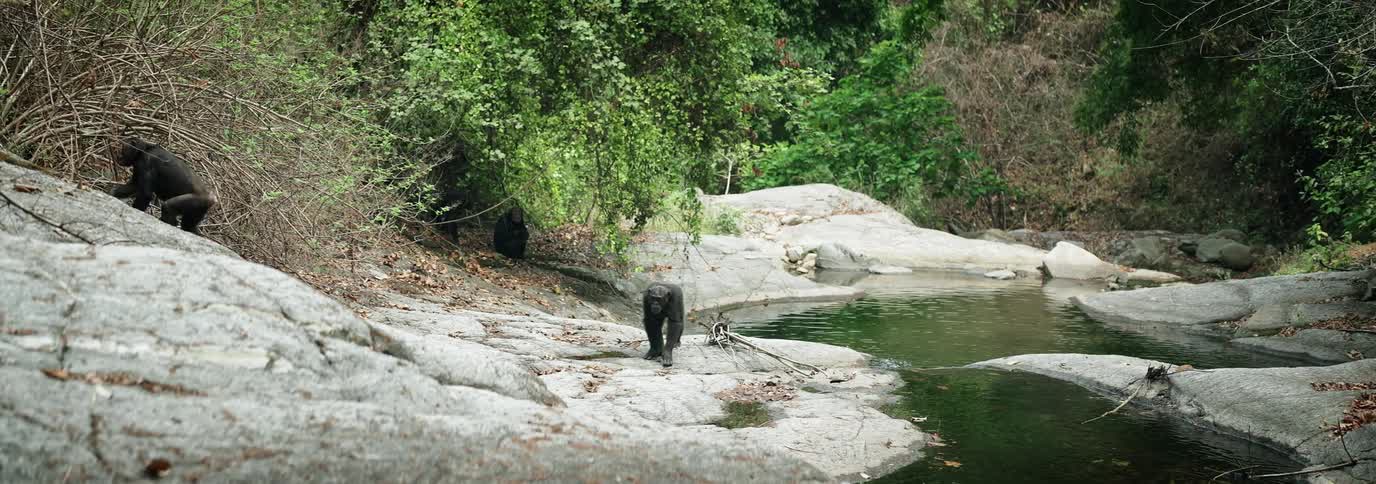 Two chimpanzees walking in a natural area on rocks next to a stream