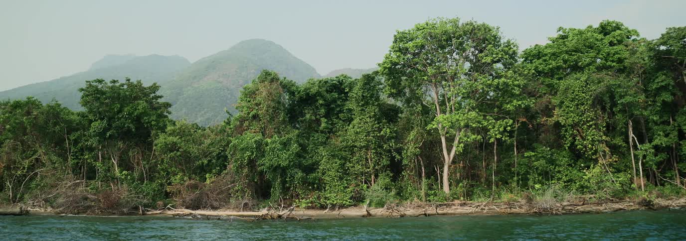 A clip of a forest closer to a river