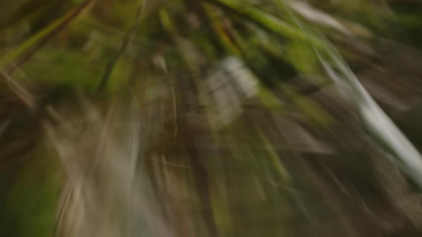 A close up clip of a bush path