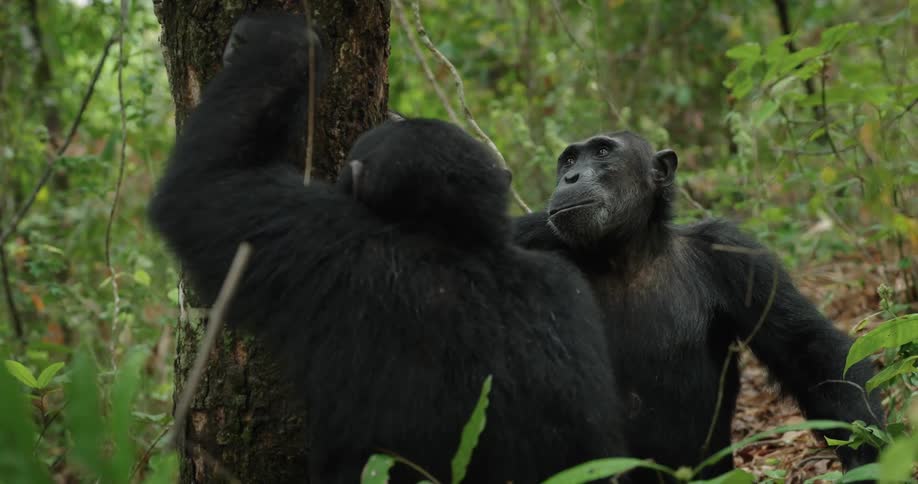 A clip of chimpanzees feeding in the jungle