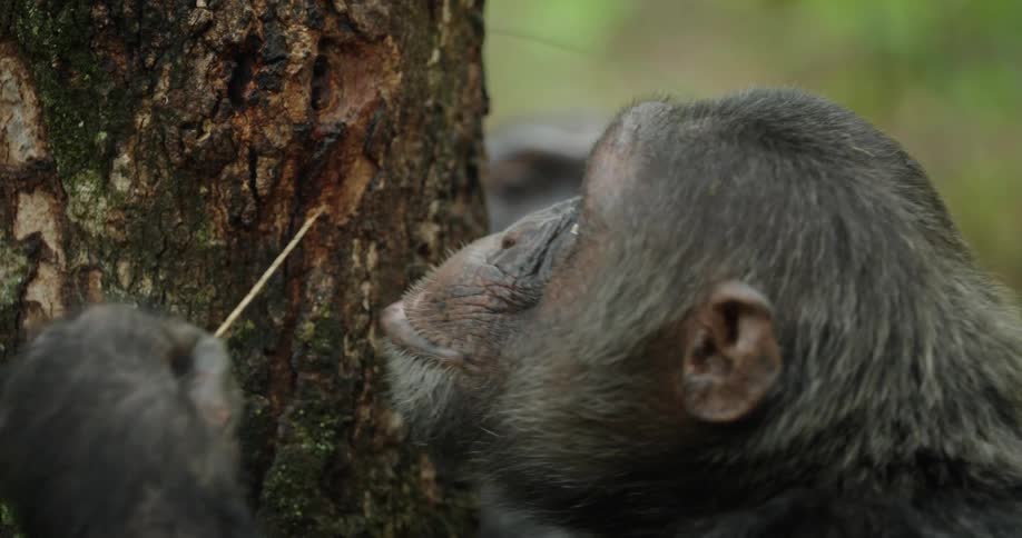 A clip of chimpanzees feeding