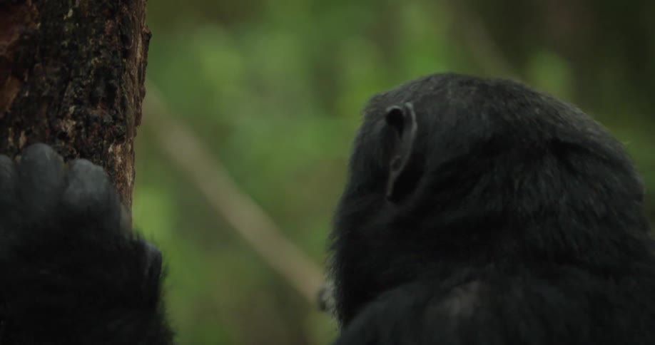 A chimpanzee placing a tendril of grass on a tree trunk and then licking the tendril