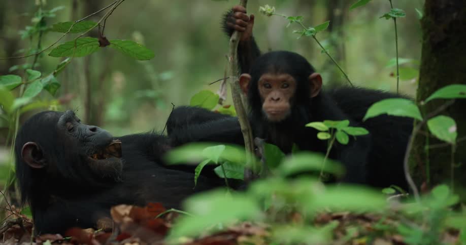 A chimpanzee is lying down and two baby monkeys are playing on top of him and they are in a forest with next to a tree with thin branches