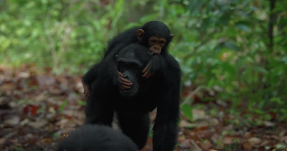 Mother monkey carrying baby on her back on a trail in the jungle
