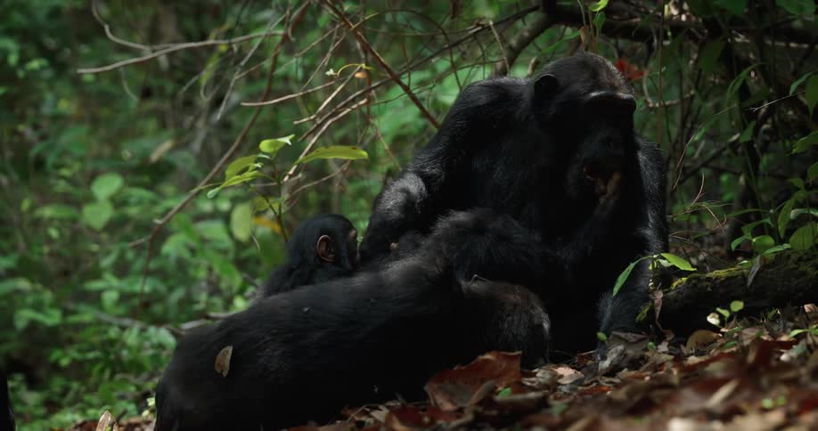 A group of some monkeys in a forest with the ground full of dry leaves and a baby monkey standing still with its hand inside the mouth of an adult